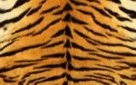 Animal Skin 004