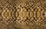 Animal Skin 006