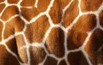 Animal Skin 007