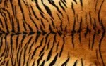 Animal Skin 008