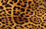 Animal Skin 009