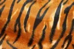 Animal Skin 012