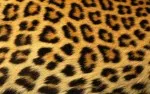 Animal Skin 013