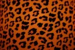 Animal Skin 014