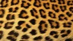 Animal Skin 017