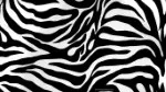 Animal Skin 018