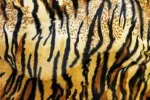 Animal Skin 021