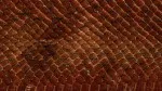 Animal Skin 028
