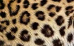 Animal Skin 029