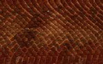 Animal Skin 033